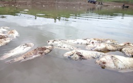 Cả trăm tấn cá lồng bè chết ở hồ thủy điện Plei Krông