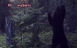 Clip ngộ nghĩnh gấu 'nhảy múa' trong rừng
