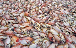 Cá chết trắng bè tại Đà Nẵng, người nuôi choáng váng