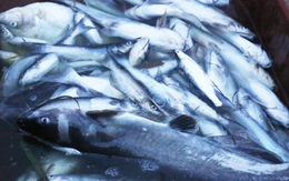Hàng trăm lồng cá trên sông Đà chết sạch nghi do xả lũ