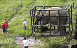 Trung Quốc mua gom hết voi từ Lào