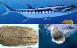 Quái vật biển giống cá mập trắng 'lạc' vào sa mạc Mỹ