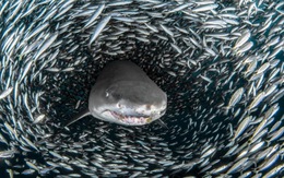 Ngoạn mục cá mập bơi giữa 'quả cầu cá' khổng lồ