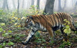 ​Những điều thú vị về loài hổ mà bạn có thể không biết