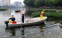 Cá lại chết trắng hồ Hoàng Cầu, Hà Nội