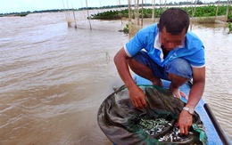 Cấm đánh bắt cá non để bảo vệ​ nguồn lợi thủy sản