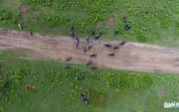 Xứ sở hạnh phúc thành bãi trâu bò nhìn từ flycam