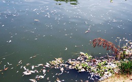Cá chết trắng sông Phú Lộc tại Đà Nẵng