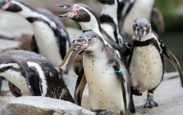 ​Chile từ chối dự án mỏ sắt 2,5 tỉ USD để bảo vệ chim cánh cụt