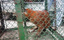 Thu giữ 3 con báo nuôi nhốt trái phép tại Công viên nước Củ Chi