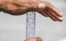 Brazil thả muỗi mang Wolbachia để chống dịch sốt xuất huyết
