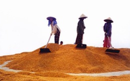 Trợ nông và rào cản xuất khẩu nông nghiệp: Bài học nào cho Việt Nam ?