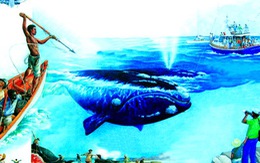 Săn cá voi ở Nam Phi