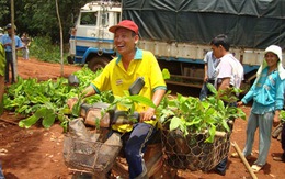 Cacao "cứu" điều