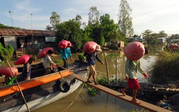 Thấm đòn lúa vụ ba