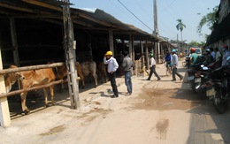 Chợ bò bên thành phố