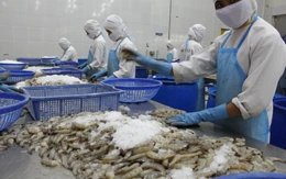 Việt Nam trong quan hệ kinh tế với EU: Mối nguy không phải từ Anh