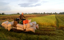 Dưới góc nhìn FAO - OECD: Tái cơ cấu nông nghiệp của Việt Nam có nguy cơ thất bại