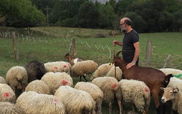 Phó mát Idiazabal và đàn cừu hạnh phúc