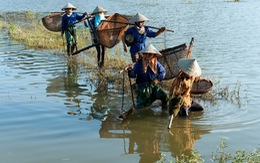 Bản sắc Việt: Đậm đà mắm tép đồng chiêm