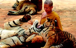 Đông Á và Đông Nam Á: Số hổ nuôi gấp đôi hổ tự nhiên