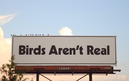 Lũ chim là không có thật!