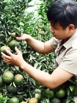 Cam sành rớt giá thê thảm, có loại chỉ từ 1.000 - 2.000 đồng/kg
