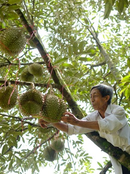 Câu lạc bộ Những người nông dân tỉ phú