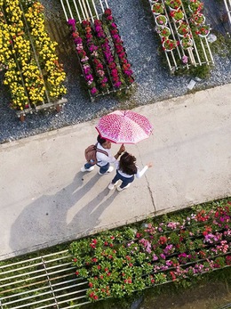 Sa Đéc 'xẻ đôi' đất làng hoa để làm tuyến đường 1,9km hơn 500 tỉ đồng