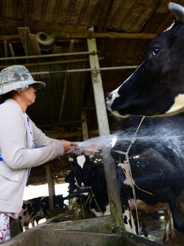 Đã có trang trại bò sữa Việt Nam cho lượng sữa bằng bò nuôi tại Mỹ