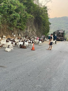 Xe tải lật làm 100 con dê chết và bị thương, cộng đồng chung tay mua giúp
