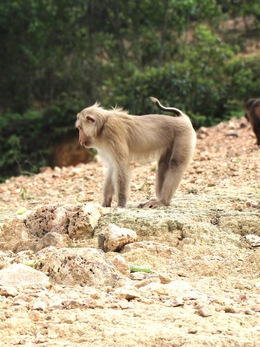 Thăm 'đảo khỉ' giữa khu vườn đa dạng sinh học bậc nhất Việt Nam
