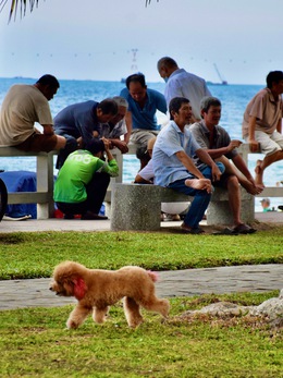 Xử lý 'nạn' chó thả rông tại Nha Trang: Nơi làm được, nơi không