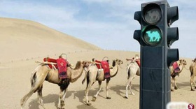 Lắp đèn giao thông cho lạc đà trong sa mạc