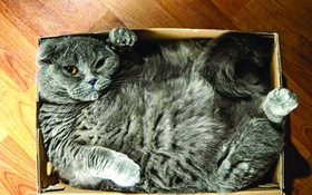 Vì sao bọn mèo ưa nằm trong hộp?
