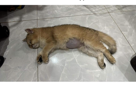 Trẻ hành hạ động vật, bệnh gì?