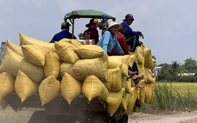 Hạt lúa của bà con