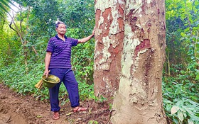 Chuyện lạ Tân Hóa, làng du lịch tốt nhất thế giới - Kỳ 5: Dưới tán rừng lim ông Đô