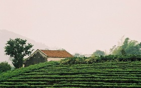 Thái Nguyên có một vùng trà