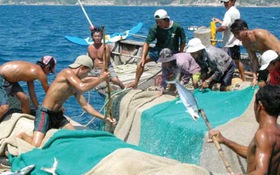 Bẫy cá trên biển