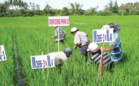 Nông dân học thích ứng với biến đổi khí hậu