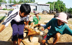 "Nài" trâu, bò