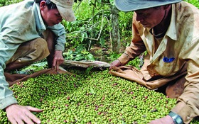 Xuất khẩu cà phê: Tự kiểm để thay đổi