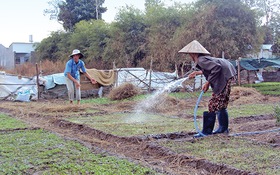 ​Trồng rau “du mục”