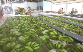 Làm gì để thay đổi diện mạo rau quả Việt Nam trên thị trường quốc tế ?