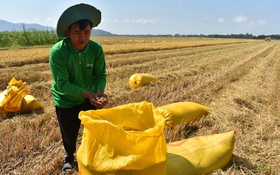 Giống lúa chất lượng cao: Loay hoay mỏi mệt