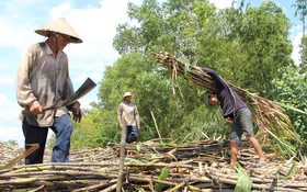 Sau thời hoàng kim là gánh nặng