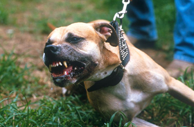 Việt Nam cần có luật cụ thể về nuôi chó dữ như pitbull