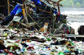 Vì sao rác lậu "tràn bờ" Đông Nam Á?