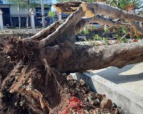 Đắk Lắk: một cây phượng vĩ lớn bật gốc trong sân trường
